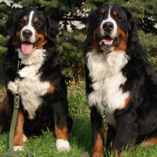 Схема вышивки «собаки»