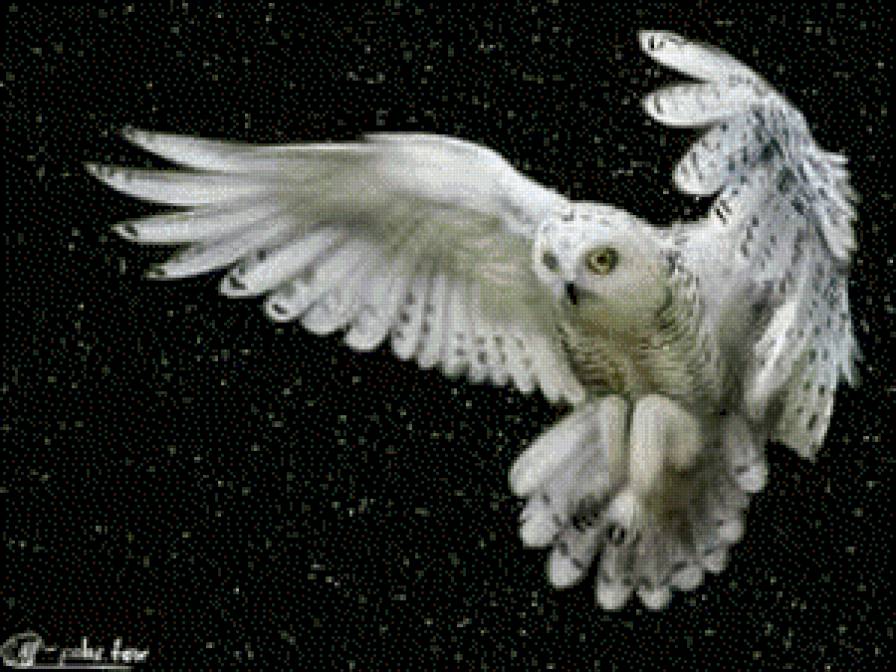 сова - животние - предпросмотр