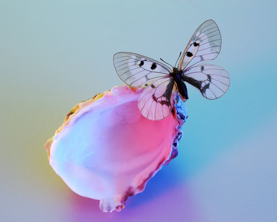 бабочка на ракушке - бабочка ракушка перламутр - оригинал