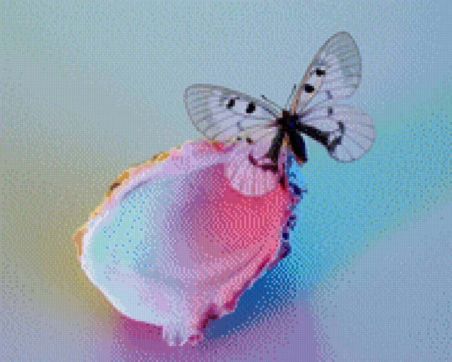 бабочка на ракушке - бабочка ракушка перламутр - предпросмотр