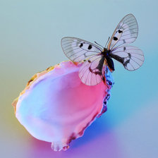 бабочка на ракушке