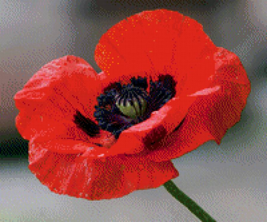 мак на темном - мак цветок крупный фон темный - предпросмотр