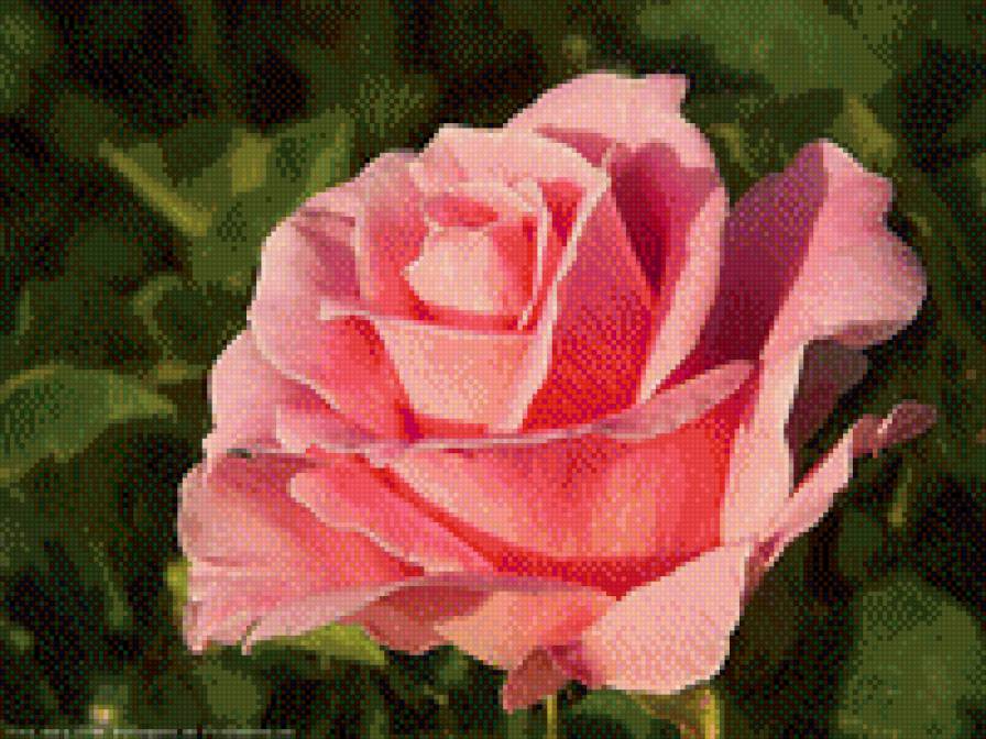 распускающийся бутон розы - цветок, бутон, роза, распускающаяся роза - предпросмотр