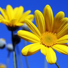 желтый цветок на синем