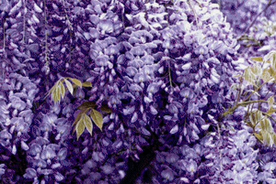 цветы - ростение - предпросмотр