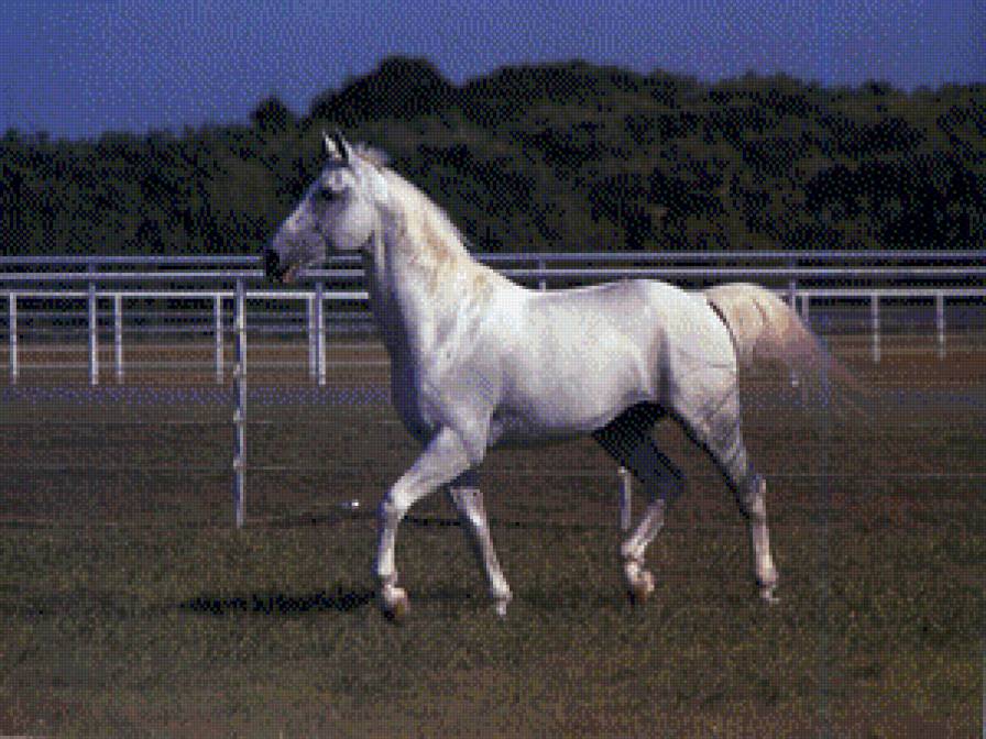 лошади - животние - предпросмотр