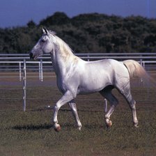 Схема вышивки «лошади»