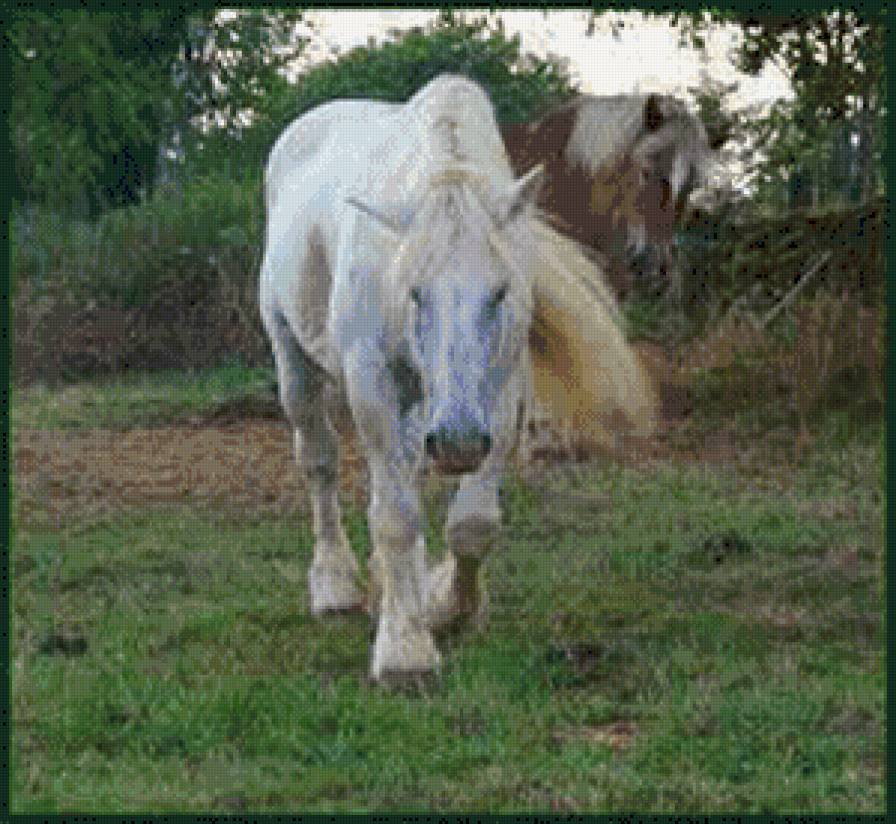 лошади - животние - предпросмотр