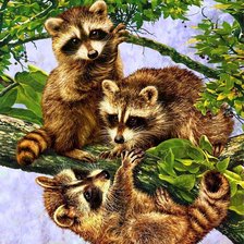 Схема вышивки «еноты»