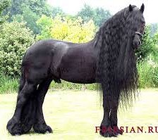 Схема вышивки «лошади»