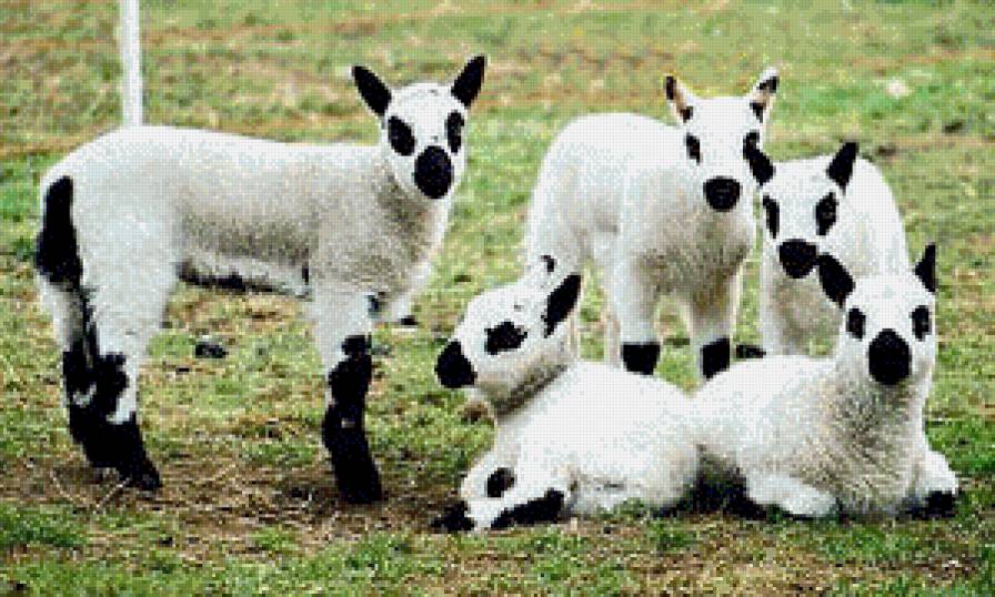 Овечки - животние - предпросмотр