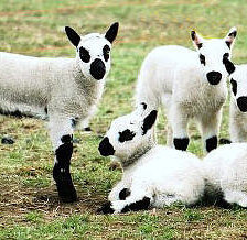 Схема вышивки «Овечки»