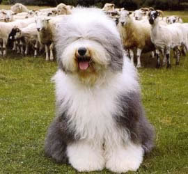 охрана - животние - оригинал