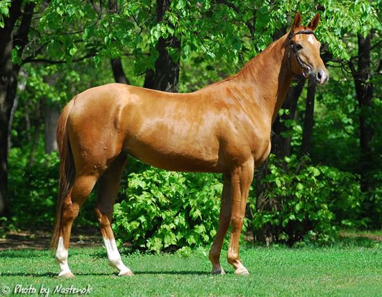 грацыя - животние - оригинал