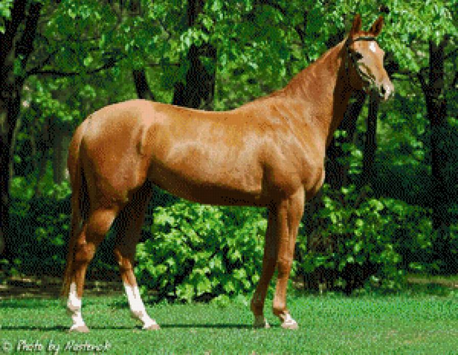 грацыя - животние - предпросмотр