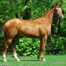 Схема вышивки «грацыя»