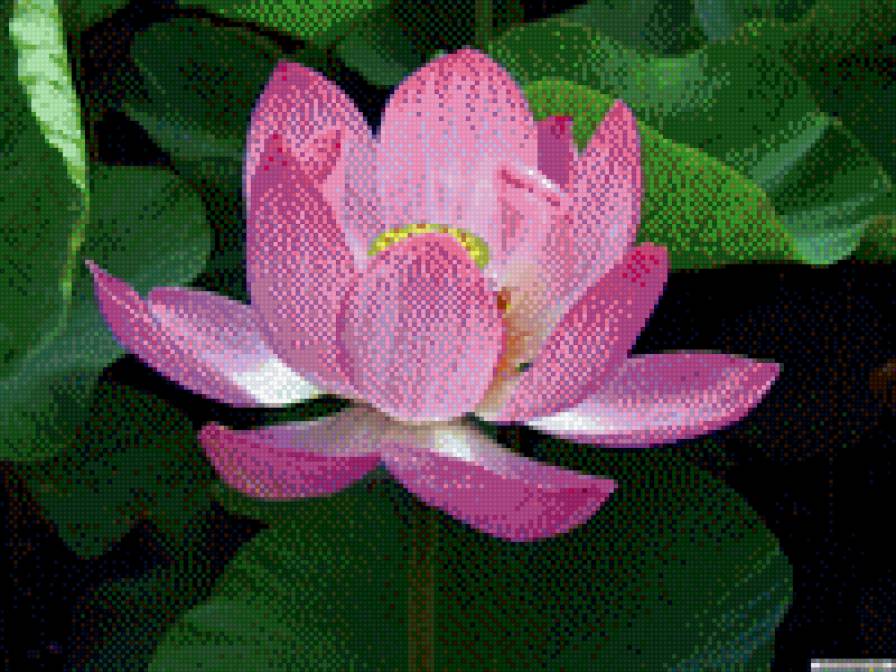 кувшинка крупная - кувшинка красавица, крупный цветок - предпросмотр