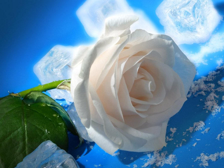 роза на снегу - роза, снег, цветы, синий фон - оригинал