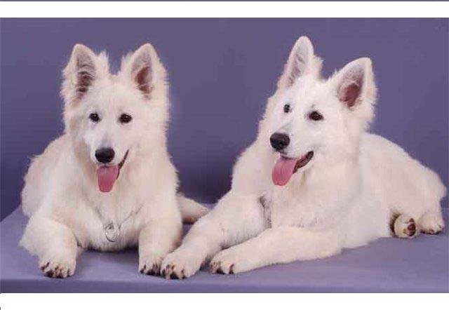 БШО - собаки - оригинал