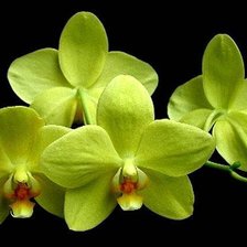 Оригинал схемы вышивки «желтая орхидея» (№838660)
