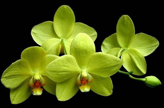 желтая орхидея - оригинал