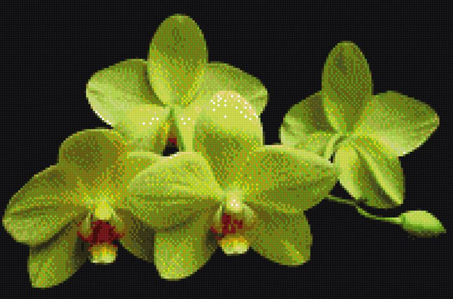 желтая орхидея - предпросмотр