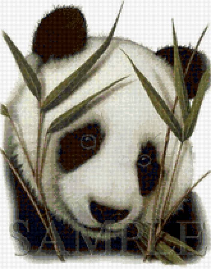 Панда - панда, животные - предпросмотр