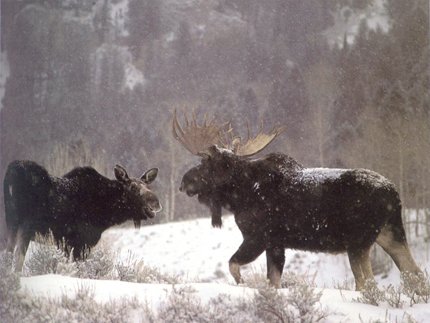 лось - животние - оригинал