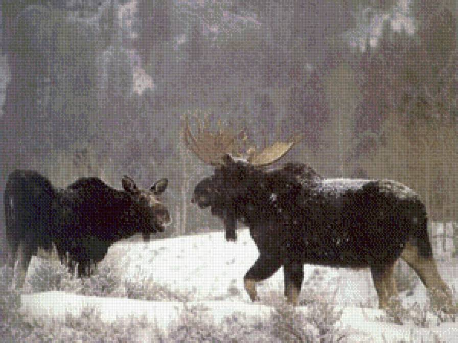 лось - животние - предпросмотр