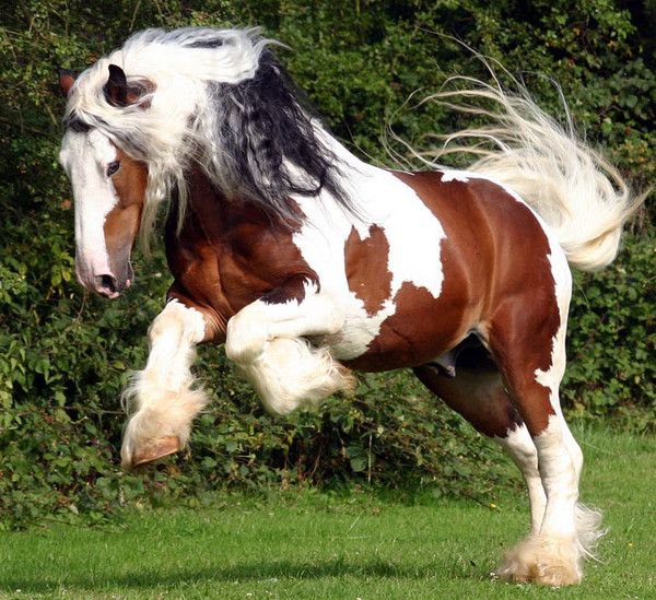 лошади - животние - оригинал