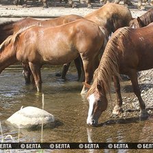 Схема вышивки «лошади»