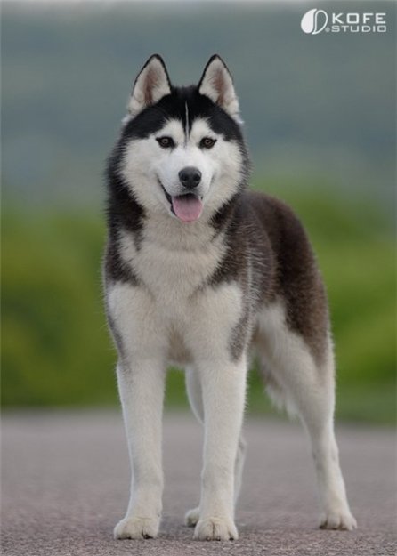 лайка - животние - оригинал