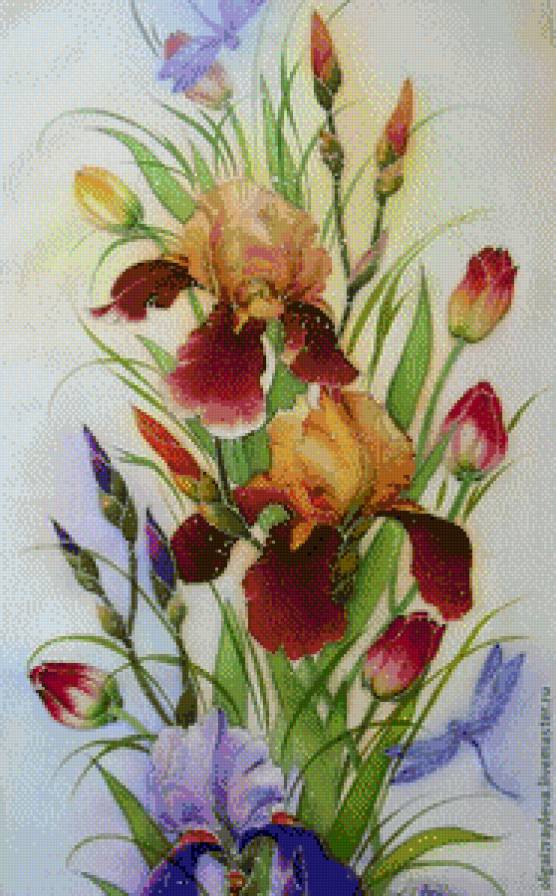 iris colores - предпросмотр