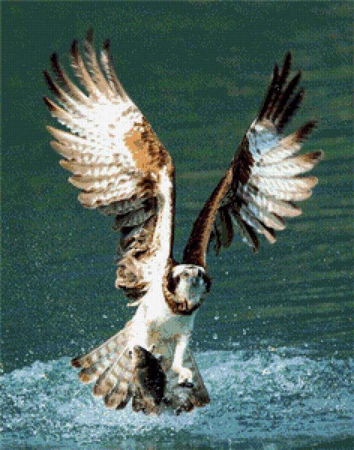 рыболов - птицы - предпросмотр