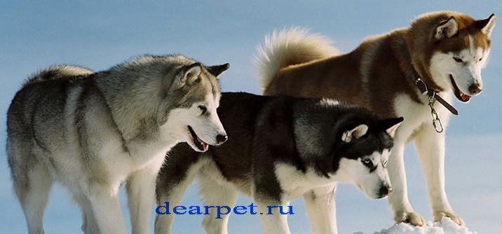 красавцы - животние - оригинал