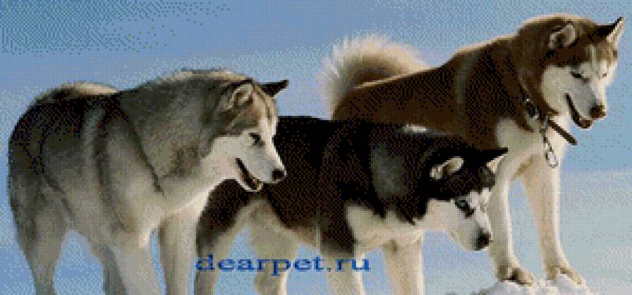 красавцы - животние - предпросмотр