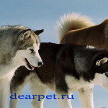 Схема вышивки «красавцы»