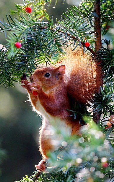 Белка - белка, звери - оригинал