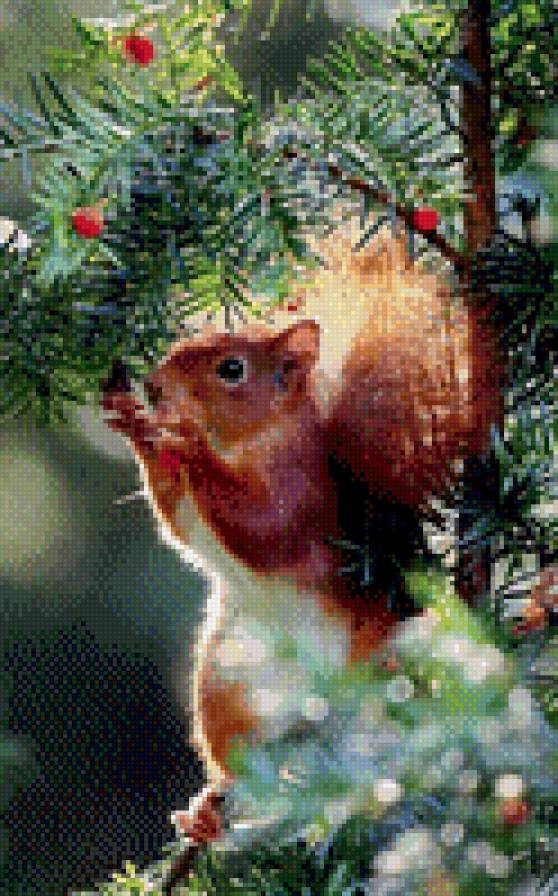 Белка - белка, звери - предпросмотр