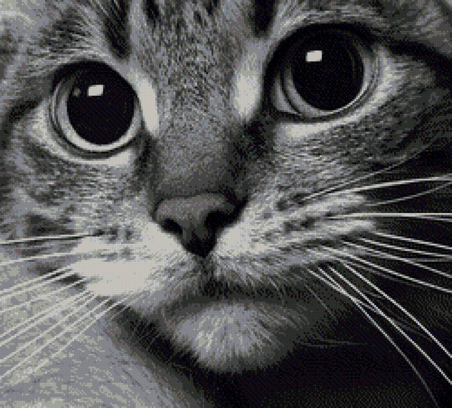 котик - предпросмотр