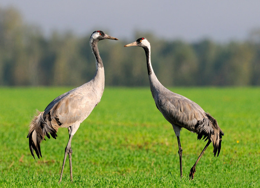 журавли - оригинал