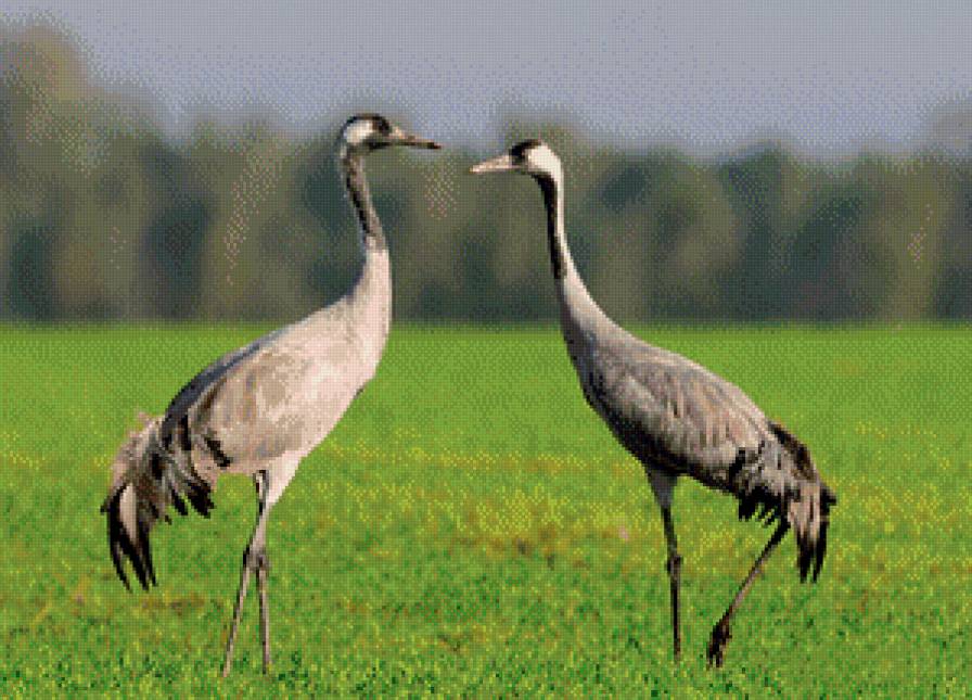 журавли - предпросмотр