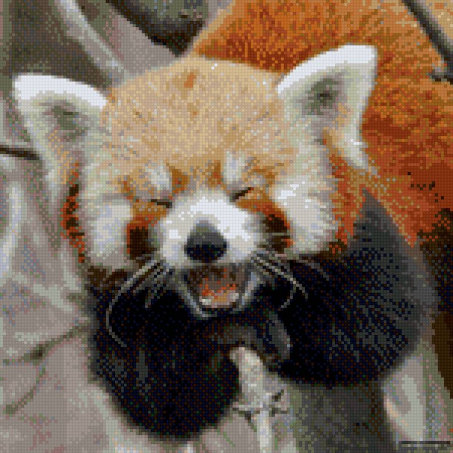 Красная панда - предпросмотр