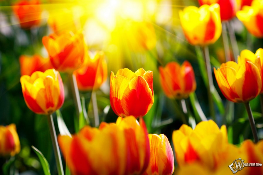 весенние тюльпаны - весна, природа, цветы - оригинал