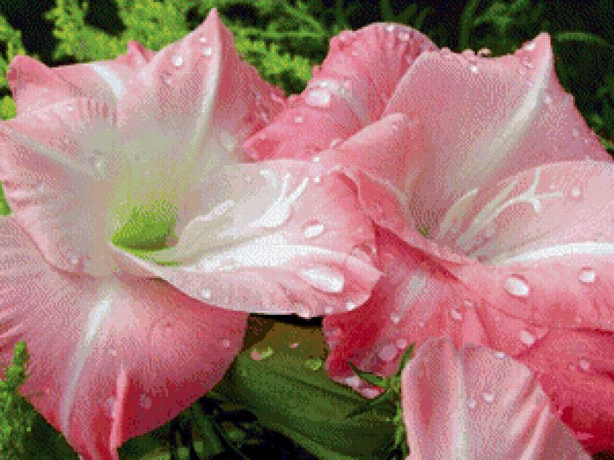 цветики - цветы, природа - предпросмотр