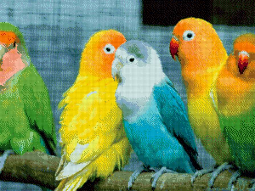 попугайчики - попугай, птица, природа - предпросмотр