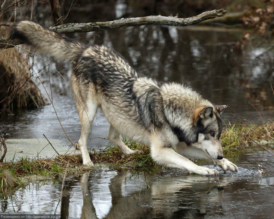 волк - животние - оригинал