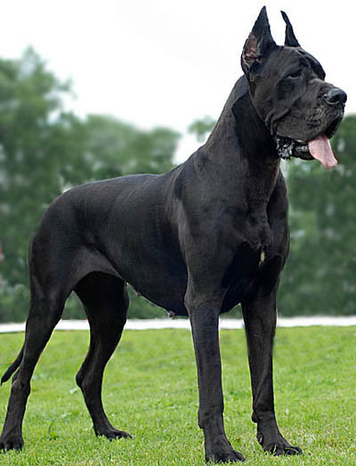 собаки - животние - оригинал