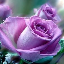 Схема вышивки «розочки1»