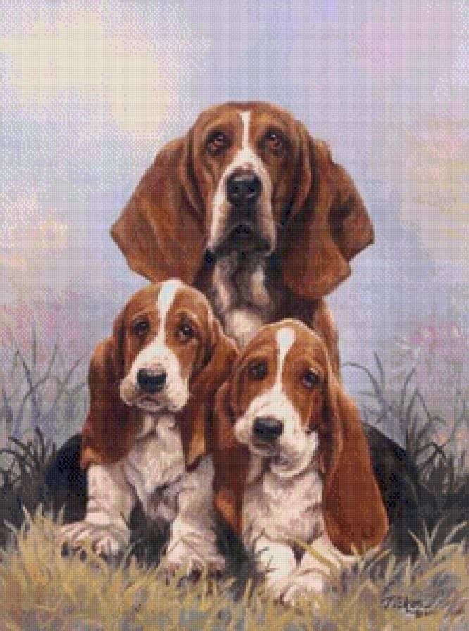 собаки - животние - предпросмотр